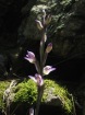 Corsica-Bavella Paliri 27giu08 - Orchidea