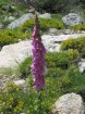Corsica-Restonica_LagoMelo-Cap_20080622_011.JPG