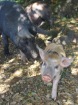Corsica-Sagone_Zonza_20080625_014.JPG