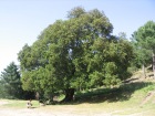 Corsica-Sagone_Zonza_20080625_015.JPG