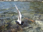 corsica_339.JPG